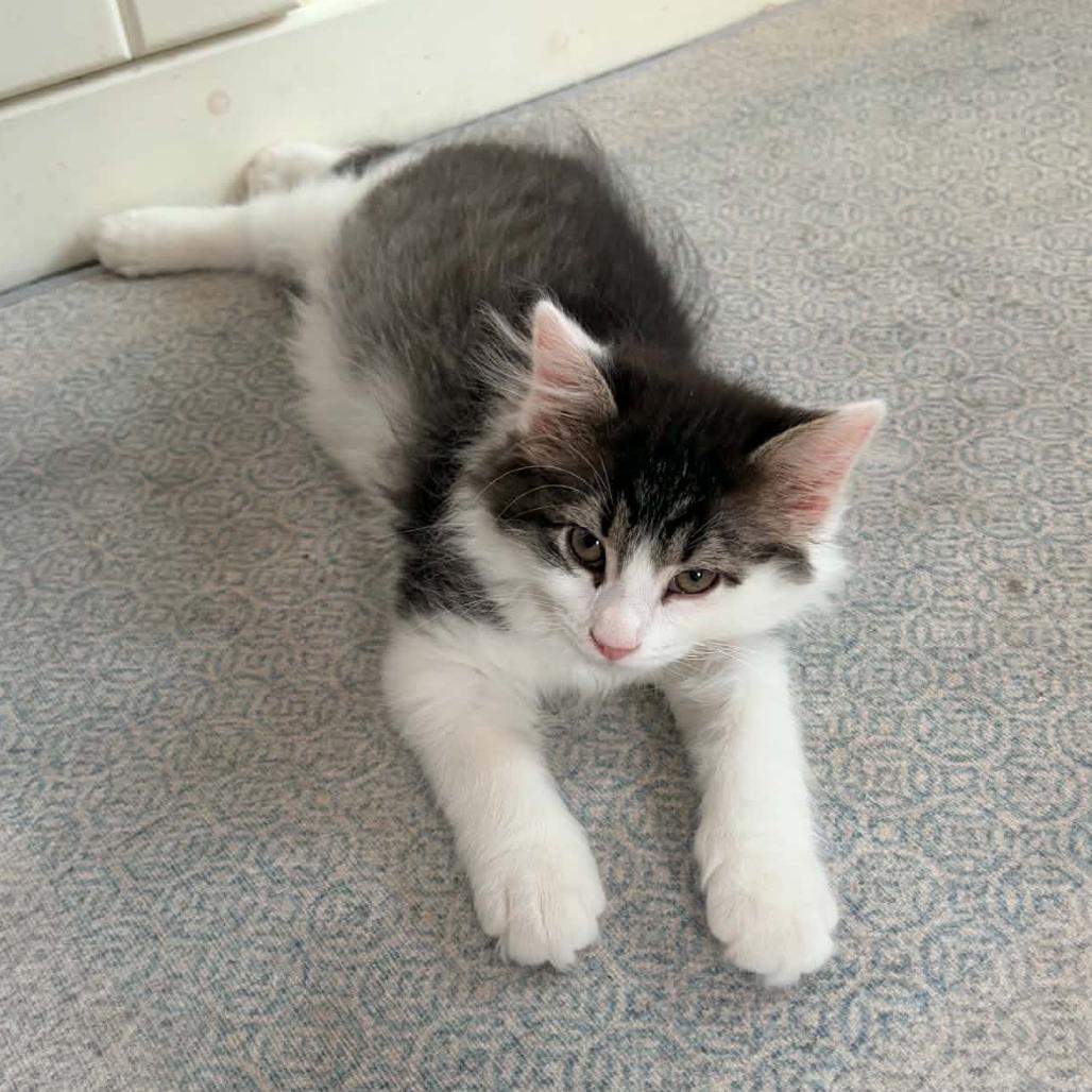 Enlarge Jackson, a Adoptable Domestic Long Hair in Prairie du Chien, WI image 2/3