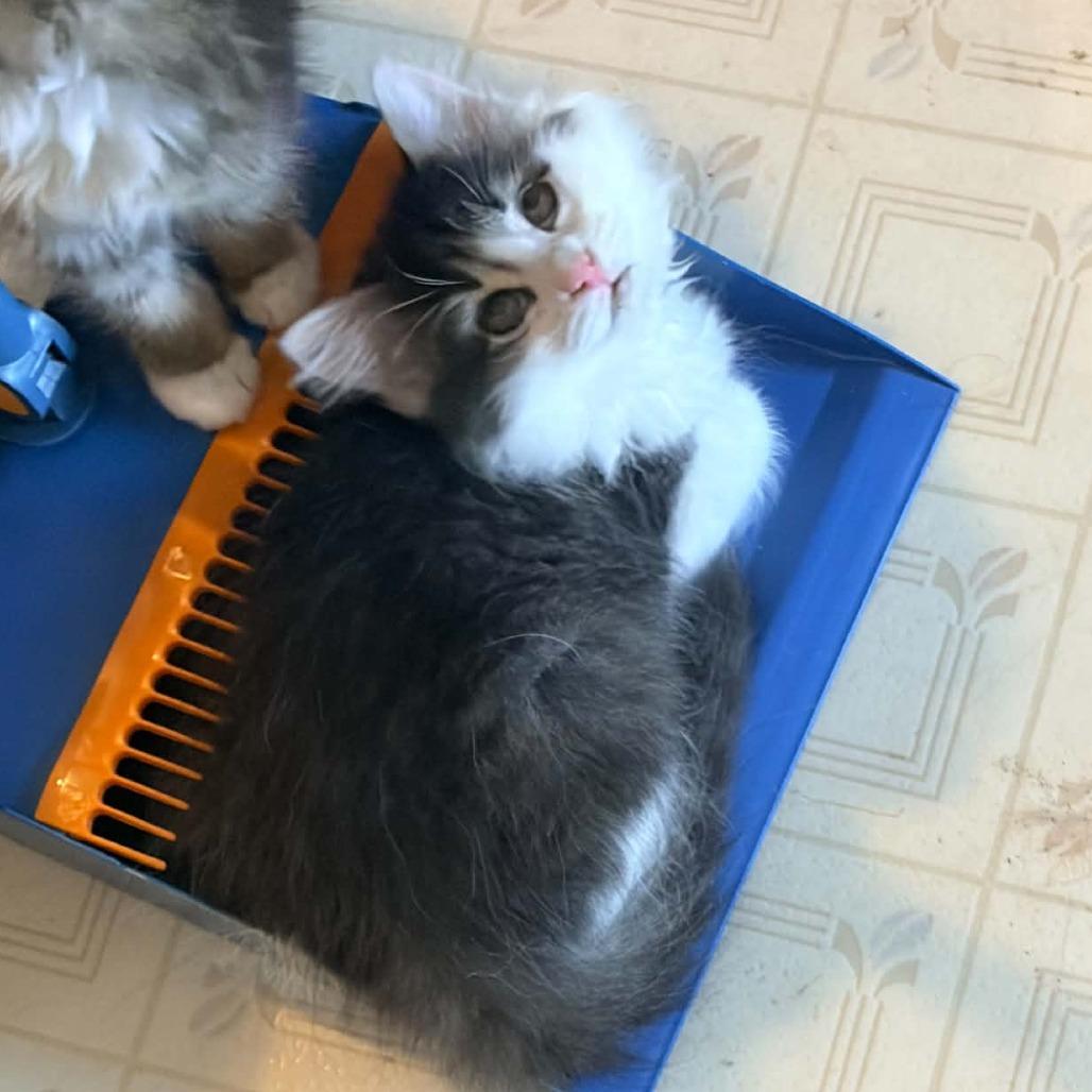 Enlarge Jackson, a Adoptable Domestic Long Hair in Prairie du Chien, WI image 3/3