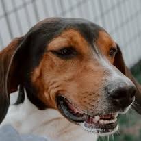 Enlarge Casey, a Adoptable Coonhound in Brooksville, KY image 2/5