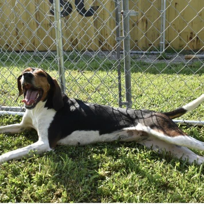 Enlarge Casey, a Adoptable Coonhound in Brooksville, KY image 3/5