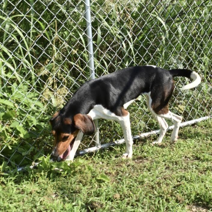 Enlarge Casey, a Adoptable Coonhound in Brooksville, KY image 4/5