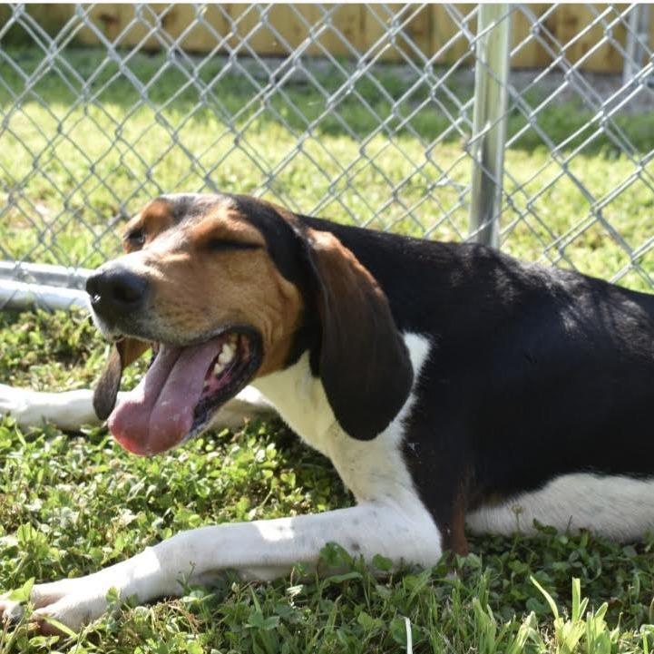 Enlarge Casey, a Adoptable Coonhound in Brooksville, KY image 5/5