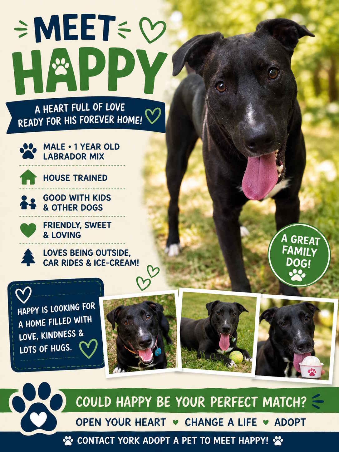 Happy, adopted, Young Male Black Labrador Retriever.