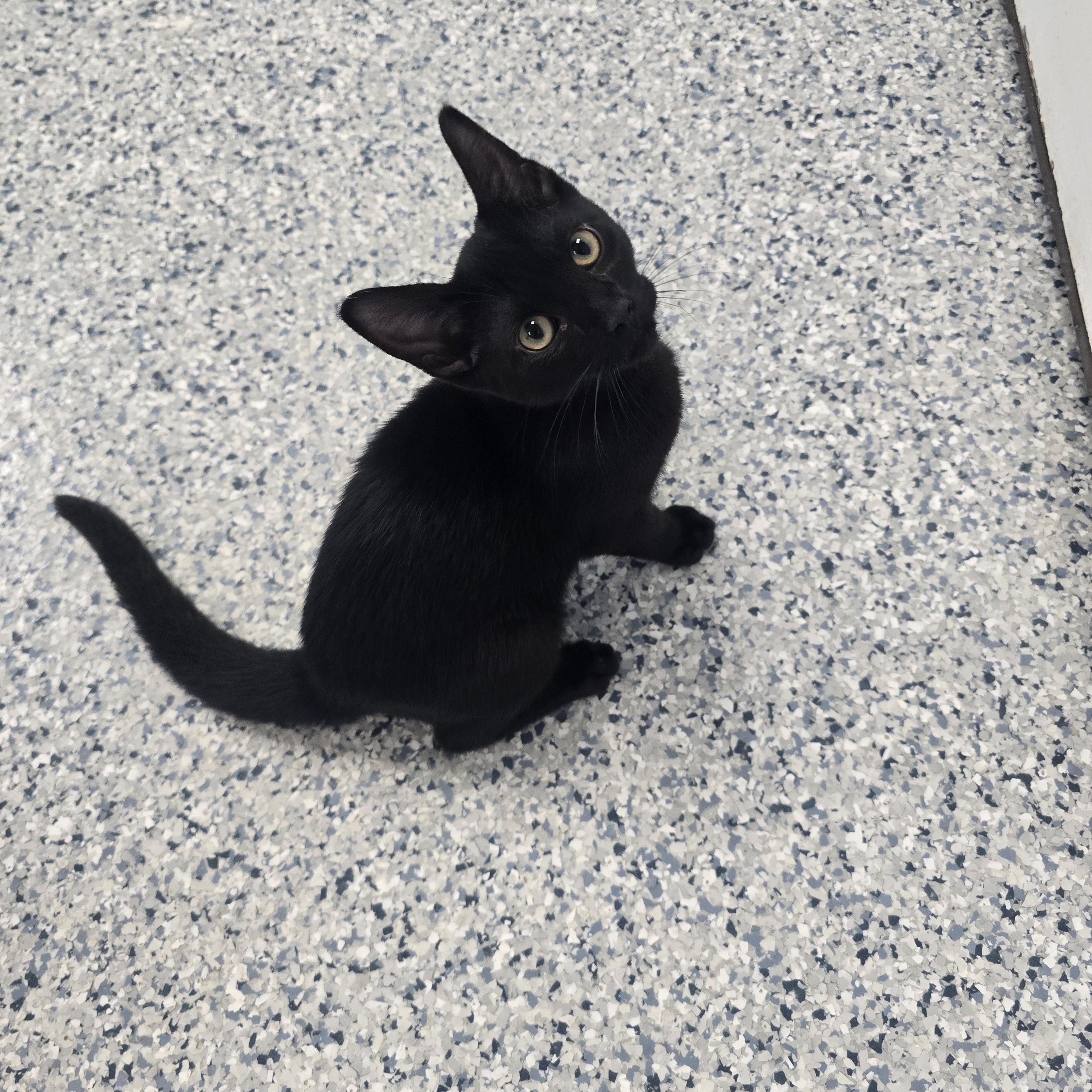 Enlarge Plum, a Adoptable Domestic Short Hair in Farmington, MO image 2/2