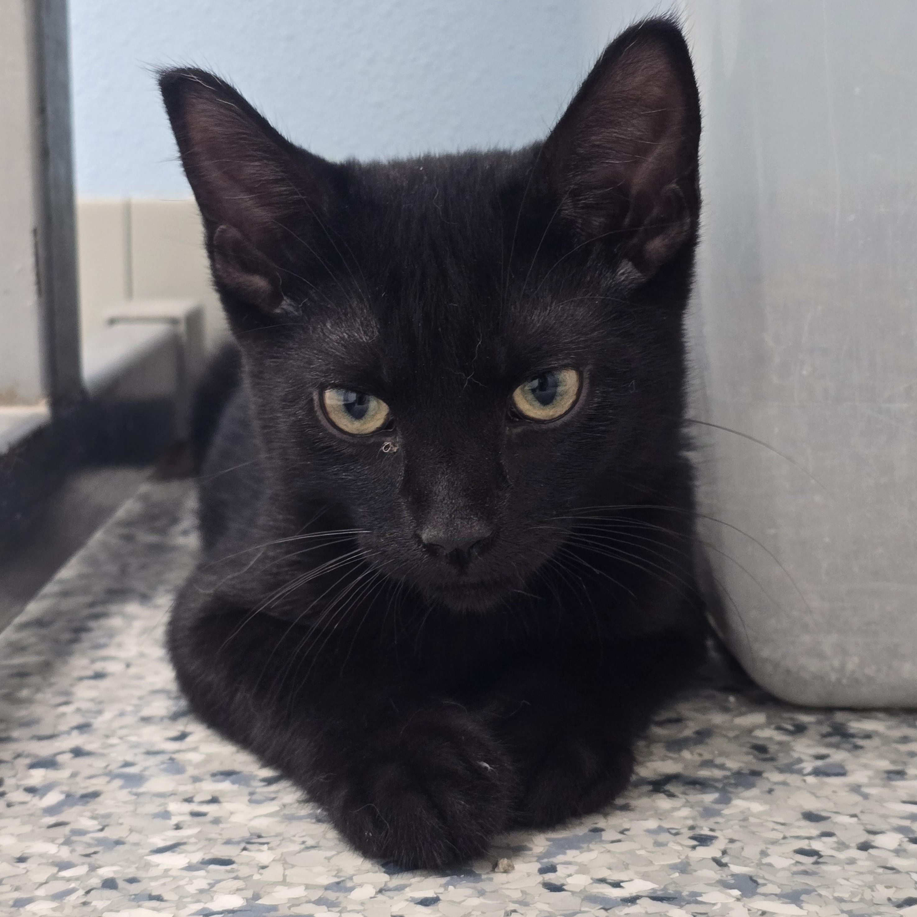 Plum, Adoptable, Kitten Male Domestic Short Hair.