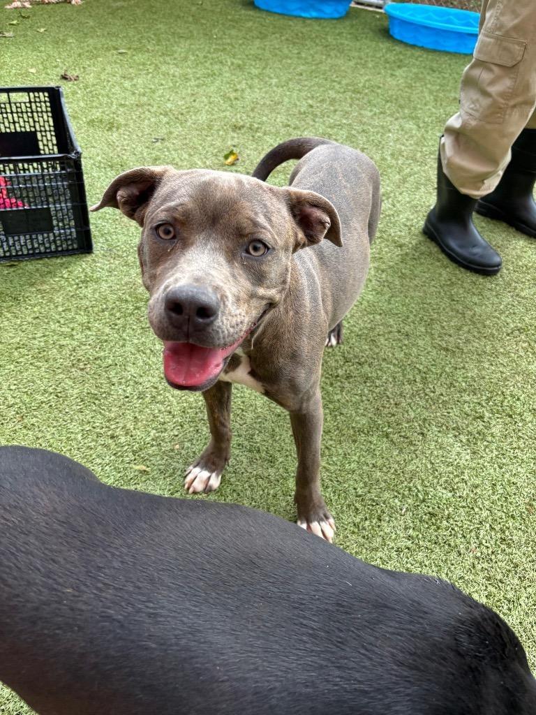 Bindi, Adoptable, Young Female Pit Bull Terrier.