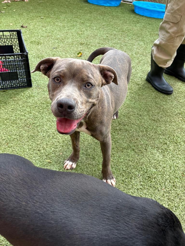 Enlarge Bindi, a Adoptable Pit Bull Terrier in Newcastle, OK image 2/3