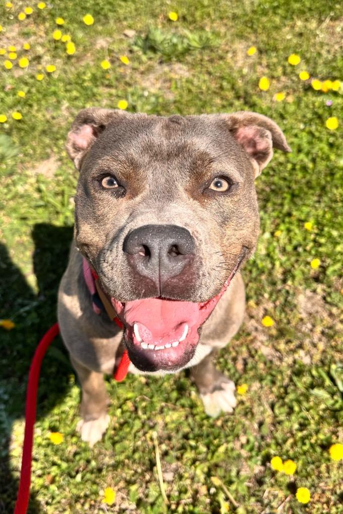Enlarge Bindi, a Adoptable Pit Bull Terrier in Newcastle, OK image 3/3