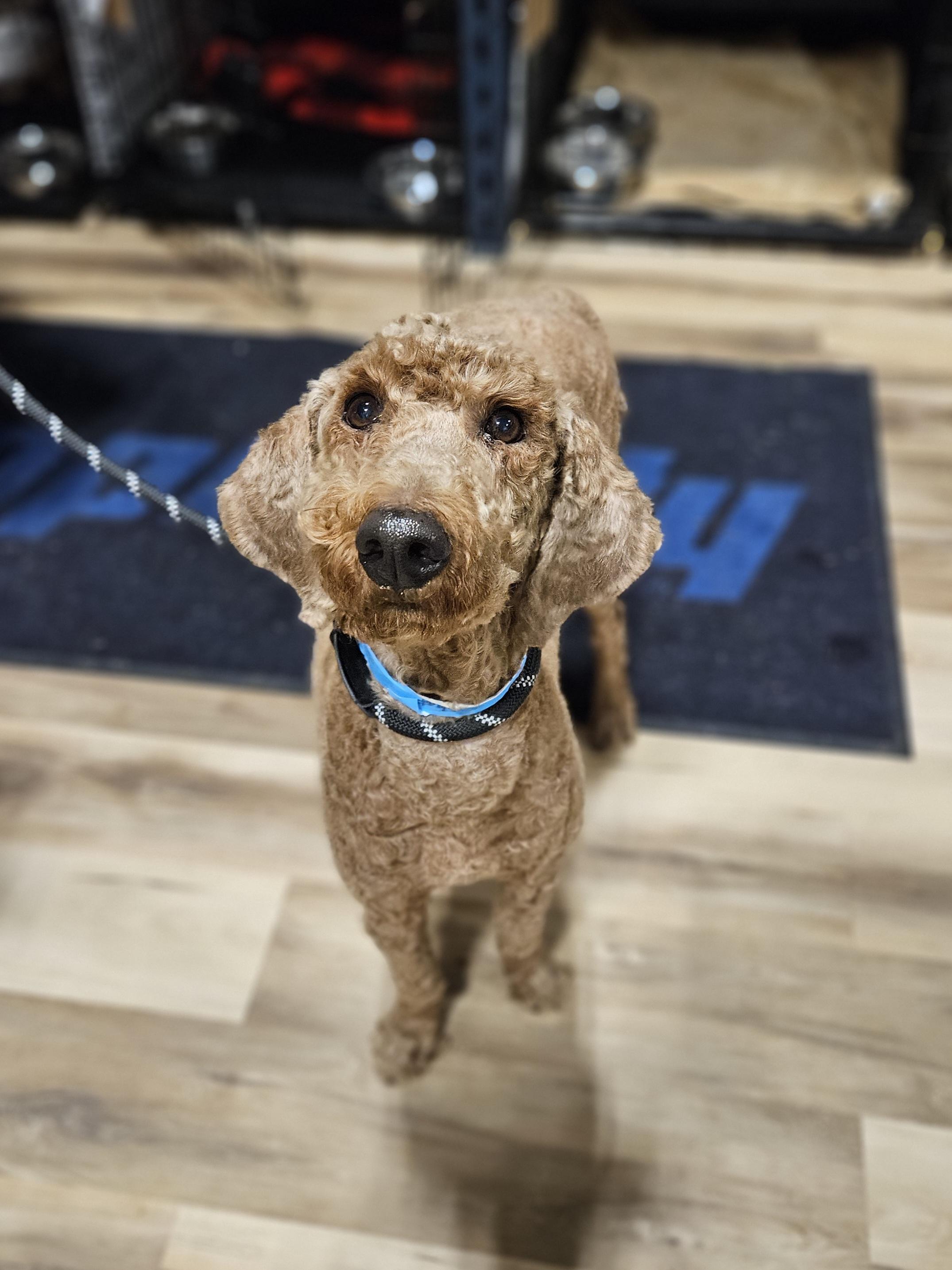 ANNIE SUE $375, an adopted mixed breed in Milwaukee, WI image 5/6