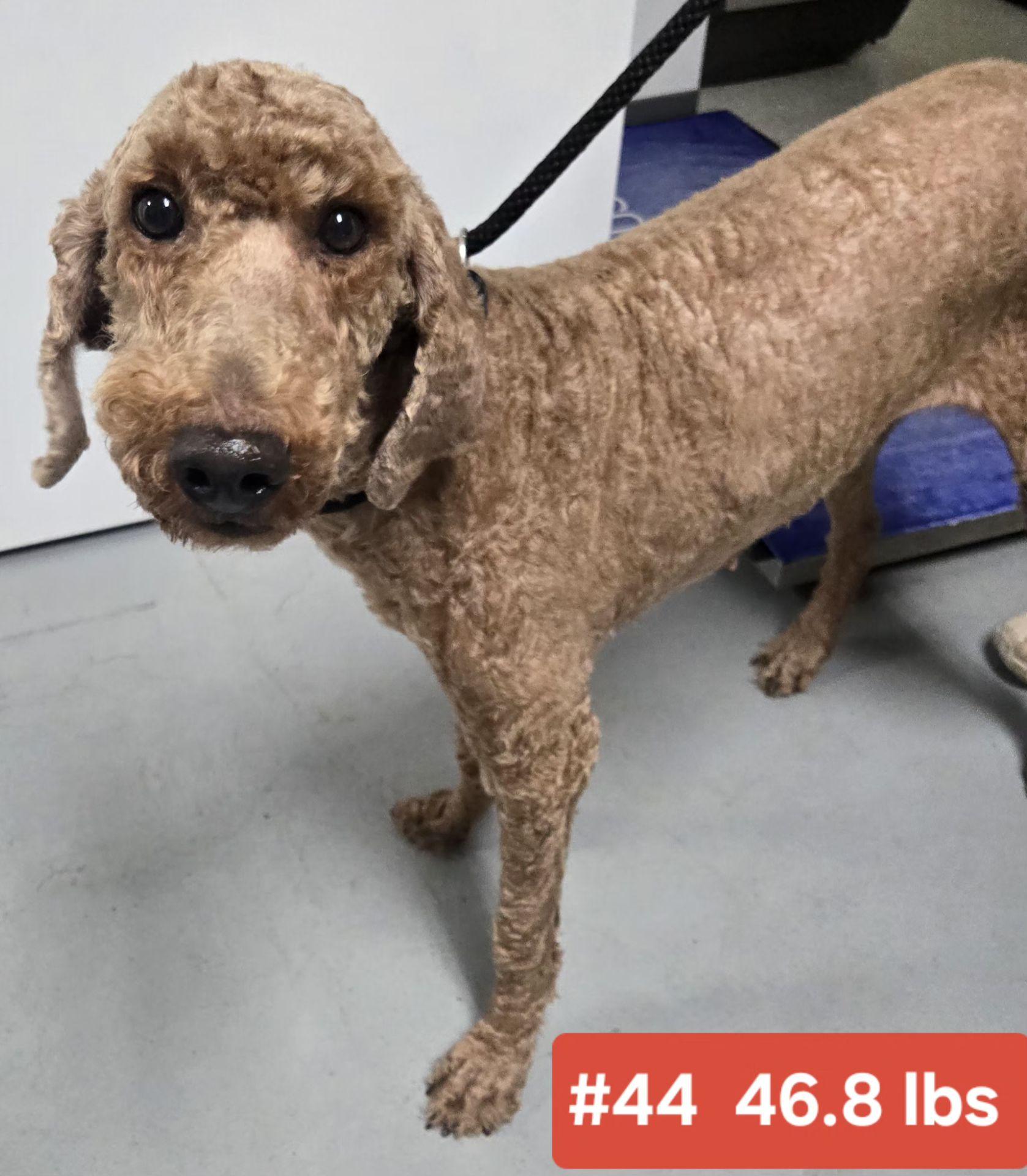 ANNIE SUE $375, an adopted mixed breed in Milwaukee, WI image 2/6