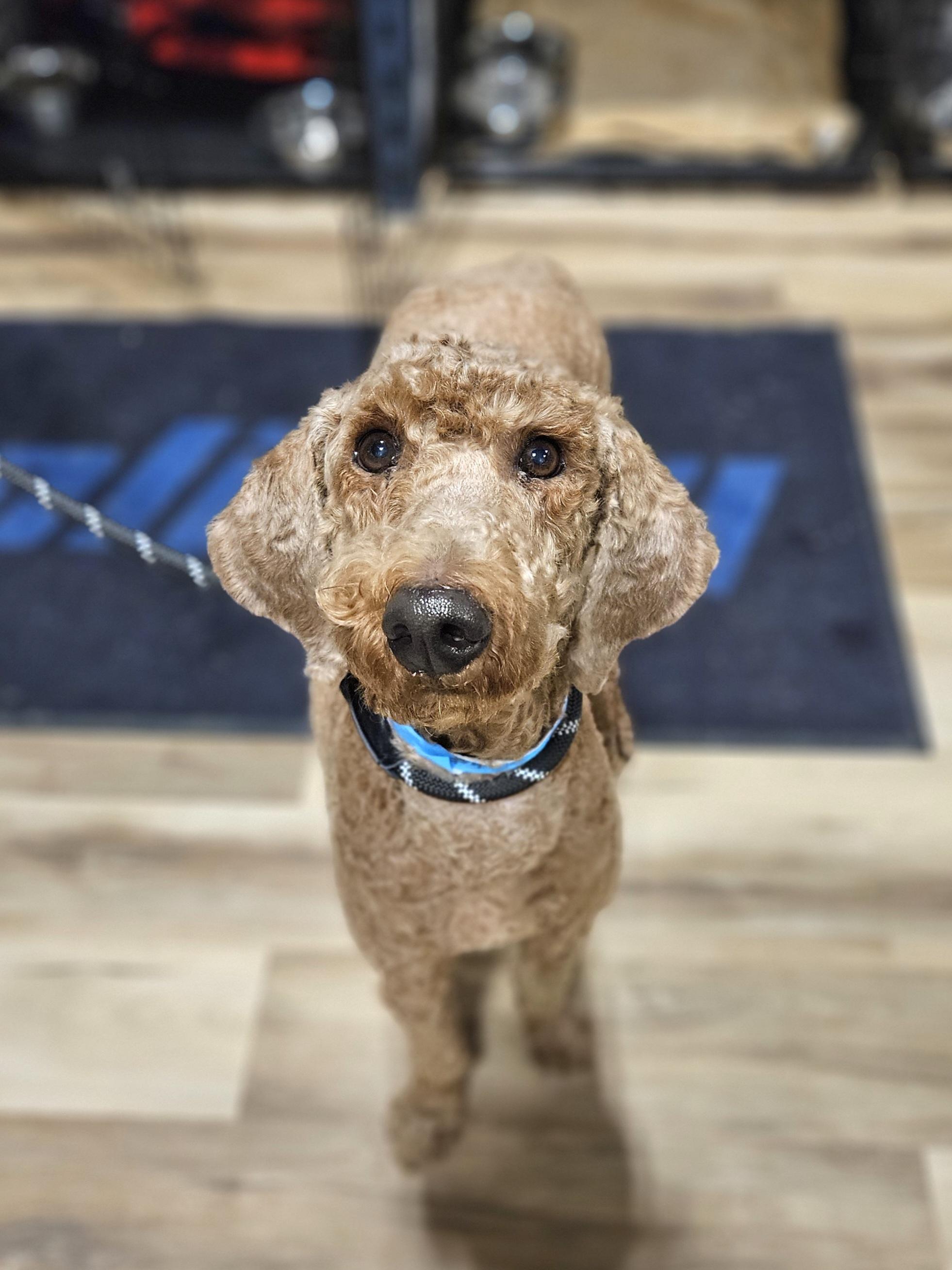 ANNIE SUE $375, an adopted mixed breed in Milwaukee, WI image 3/6