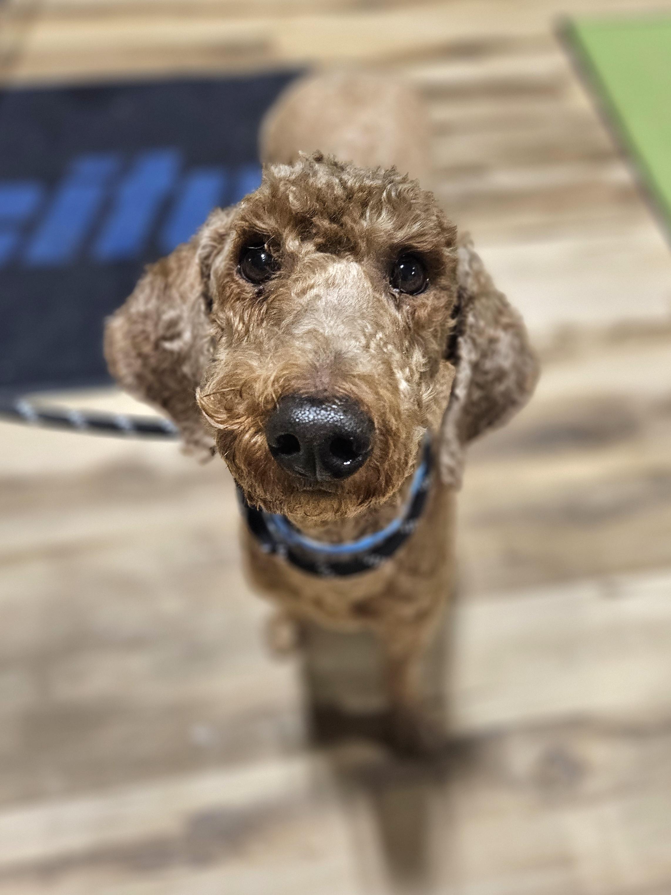 ANNIE SUE $375, an adopted mixed breed in Milwaukee, WI image 6/6