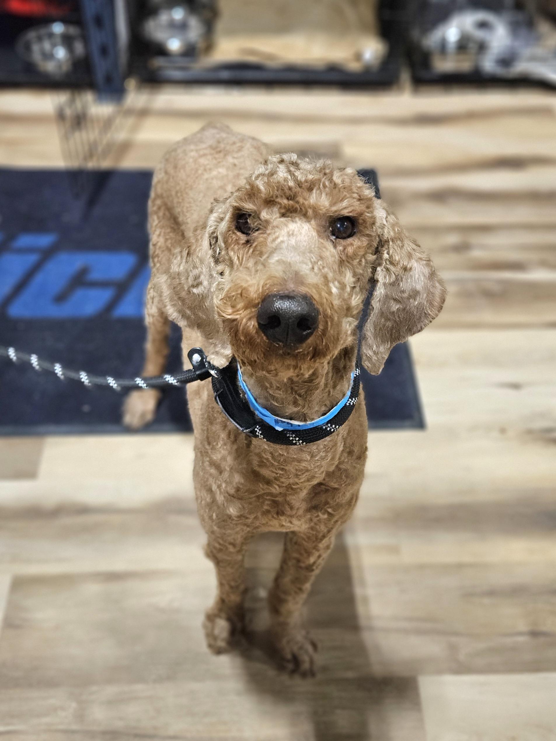 ANNIE SUE $375, an adopted mixed breed in Milwaukee, WI image 1/6