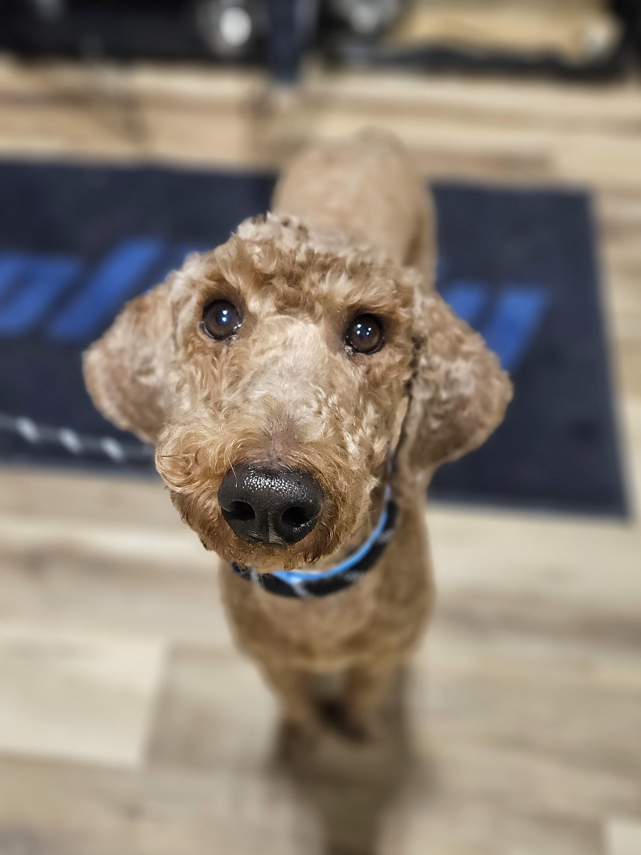 ANNIE SUE $375, an adopted mixed breed in Milwaukee, WI image 4/6