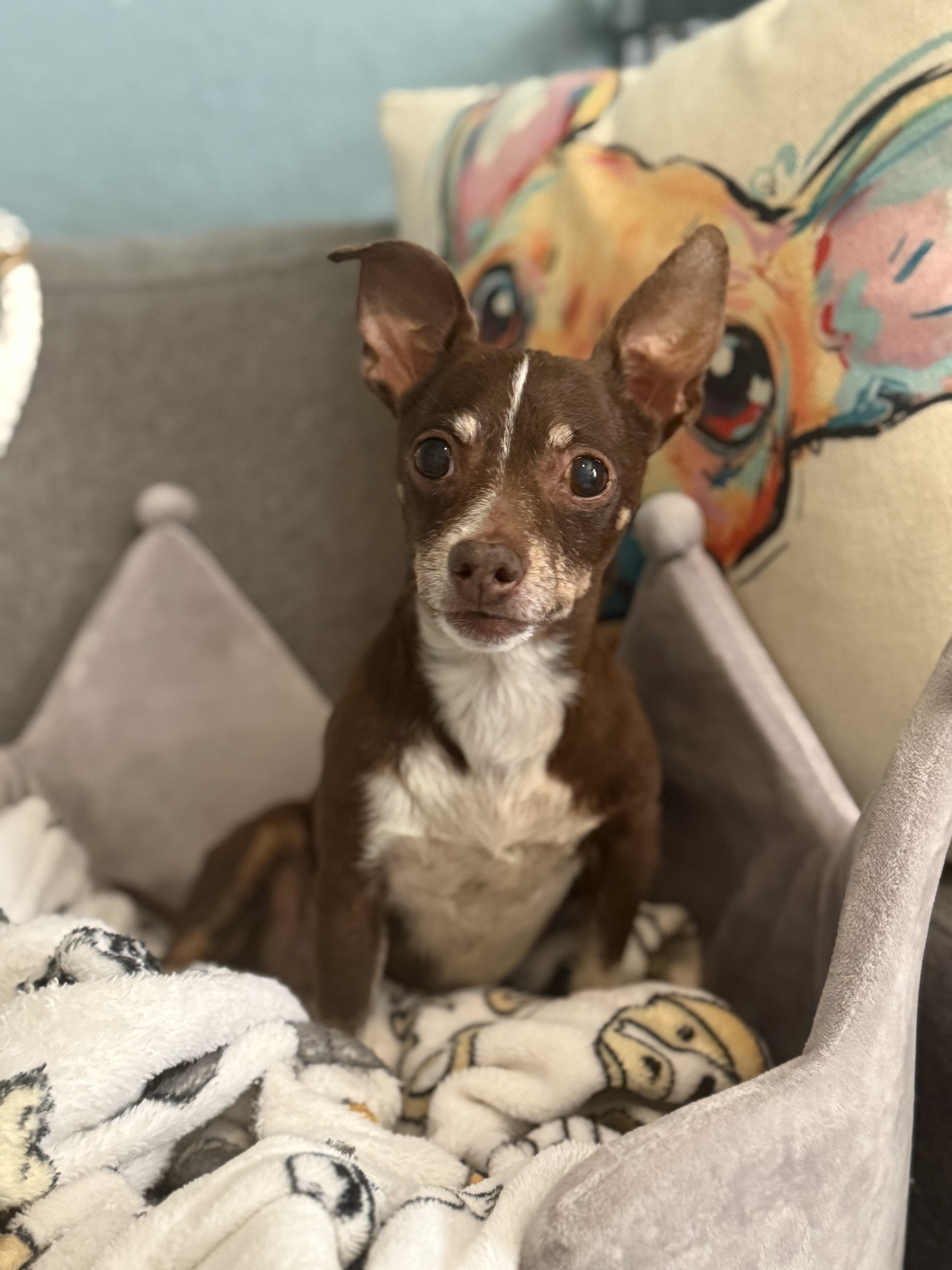 Ella Bella — thumbnail 3