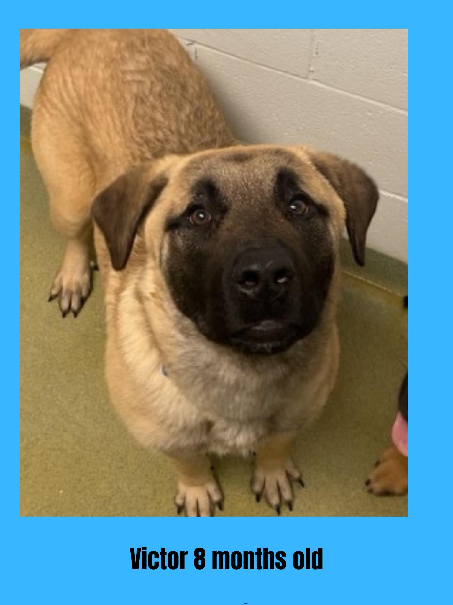 Dog for adoption Victor, a Mixed Breed in Ravenna, OH Petfinder