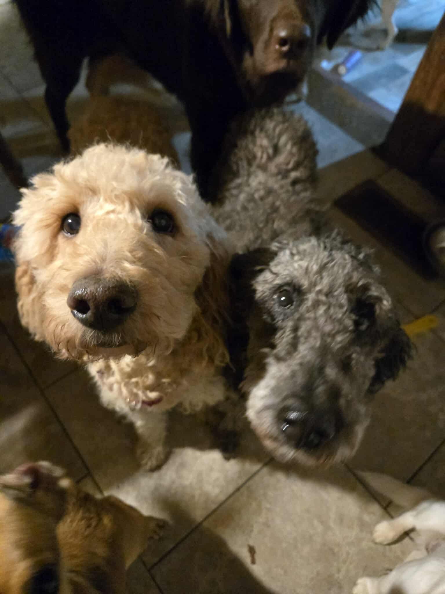 Violet, Adoptable, Senior Female Poodle & Goldendoodle.