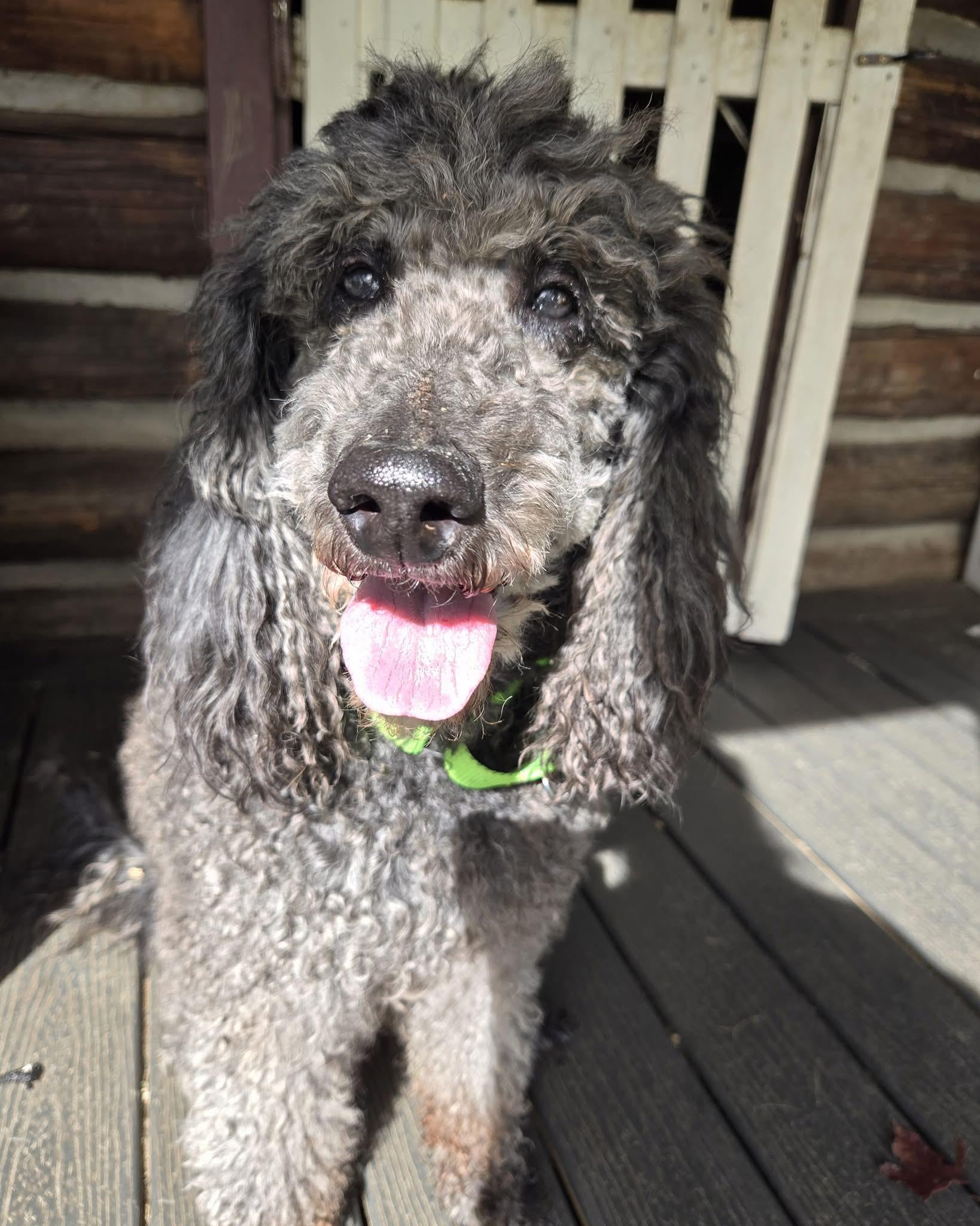 Enlarge Violet, a Adoptable mixed breed in Friendship, NY image 2/6