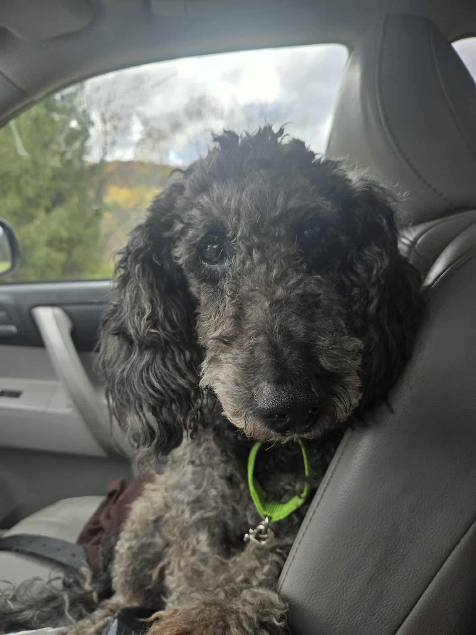 Enlarge Violet, a Adoptable mixed breed in Friendship, NY image 3/6