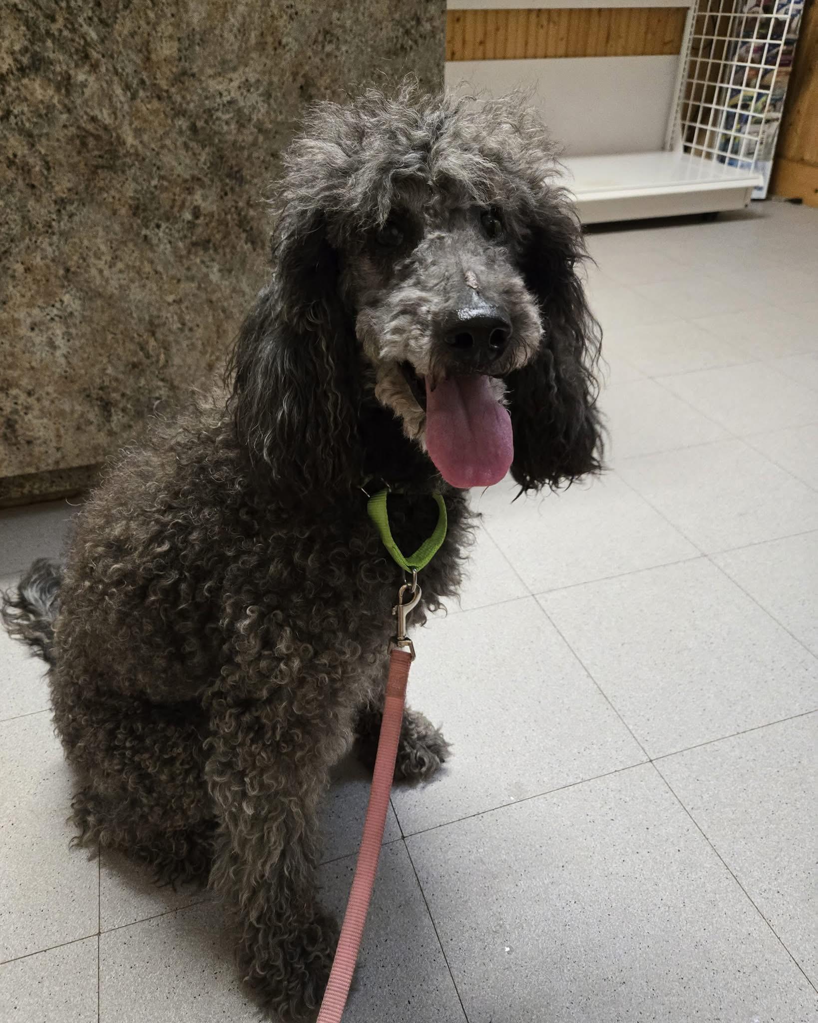 Enlarge Violet, a Adoptable mixed breed in Friendship, NY image 4/6