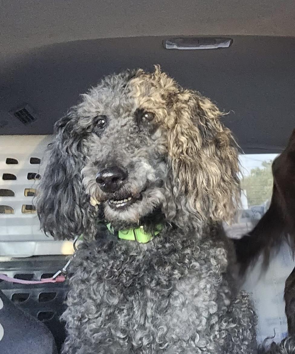 Enlarge Violet, a Adoptable mixed breed in Friendship, NY image 5/6