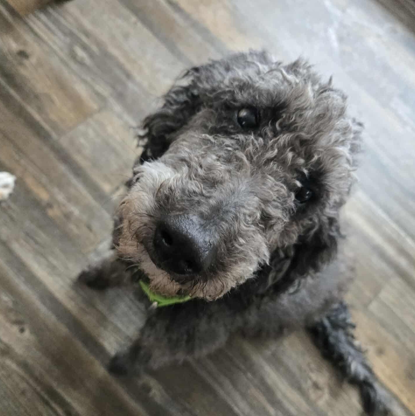 Enlarge Violet, a Adoptable mixed breed in Friendship, NY image 6/6