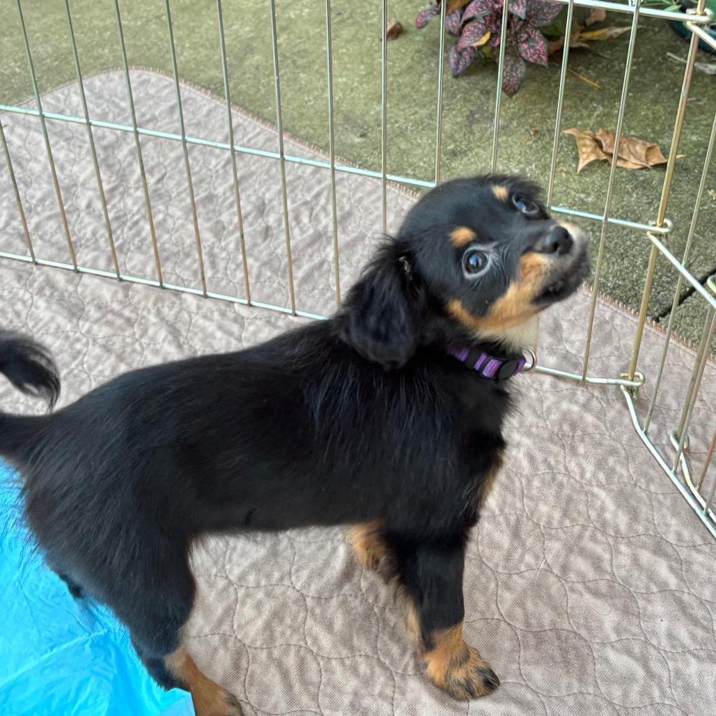 Capicola, a Adoptable mixed breed in Raleigh, NC image 1/6