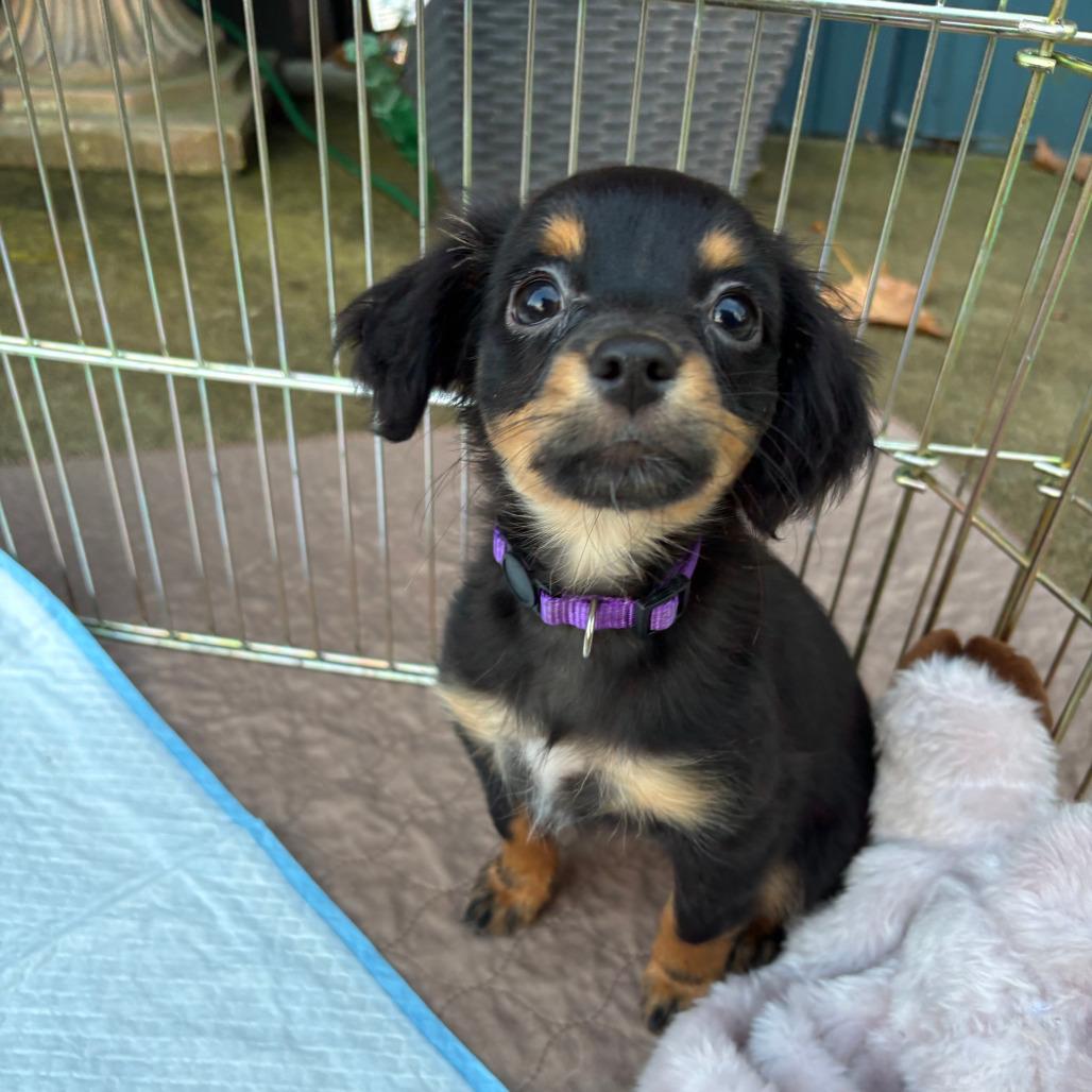 Capicola, a Adoptable mixed breed in Raleigh, NC image 2/6