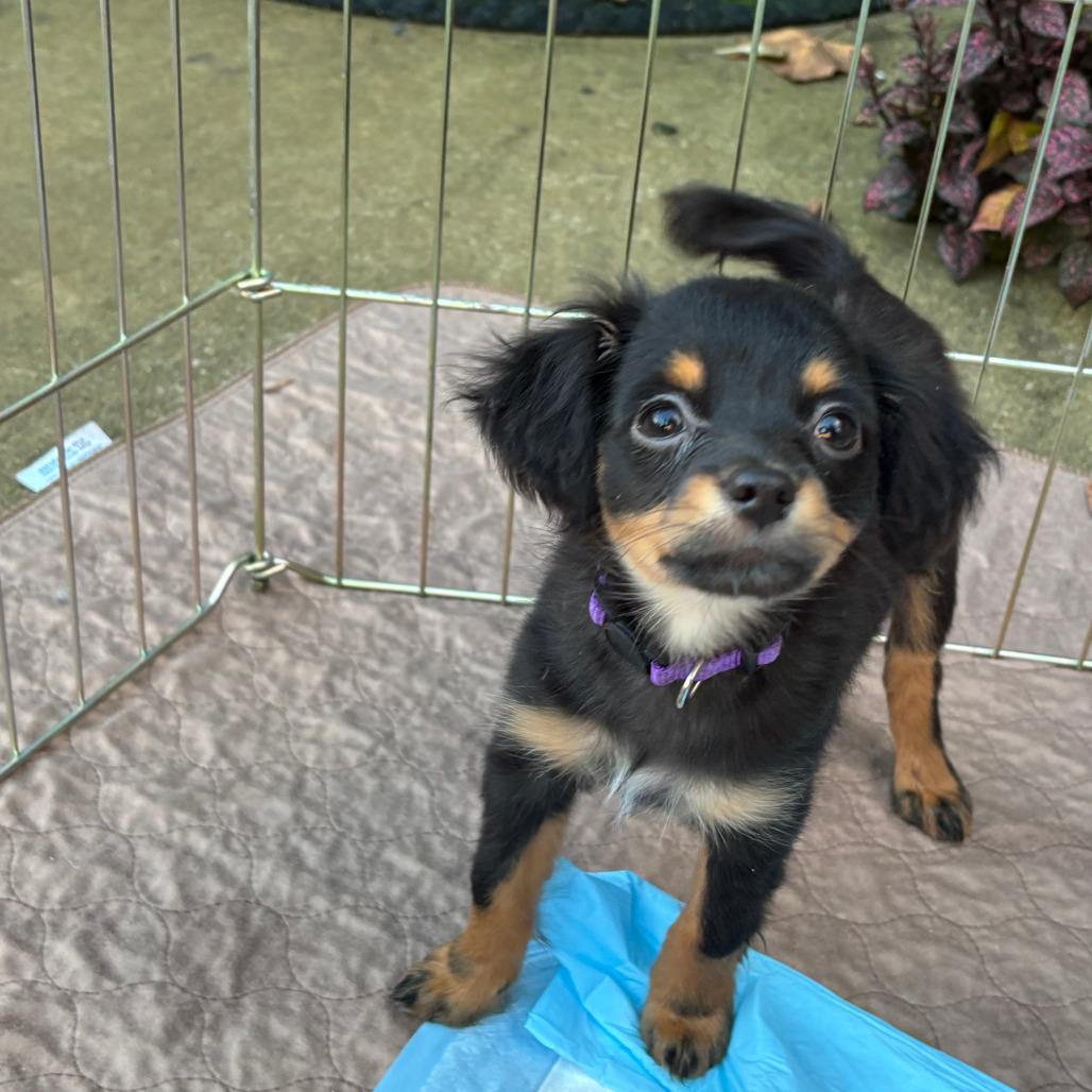 Capicola, a Adoptable mixed breed in Raleigh, NC image 3/6