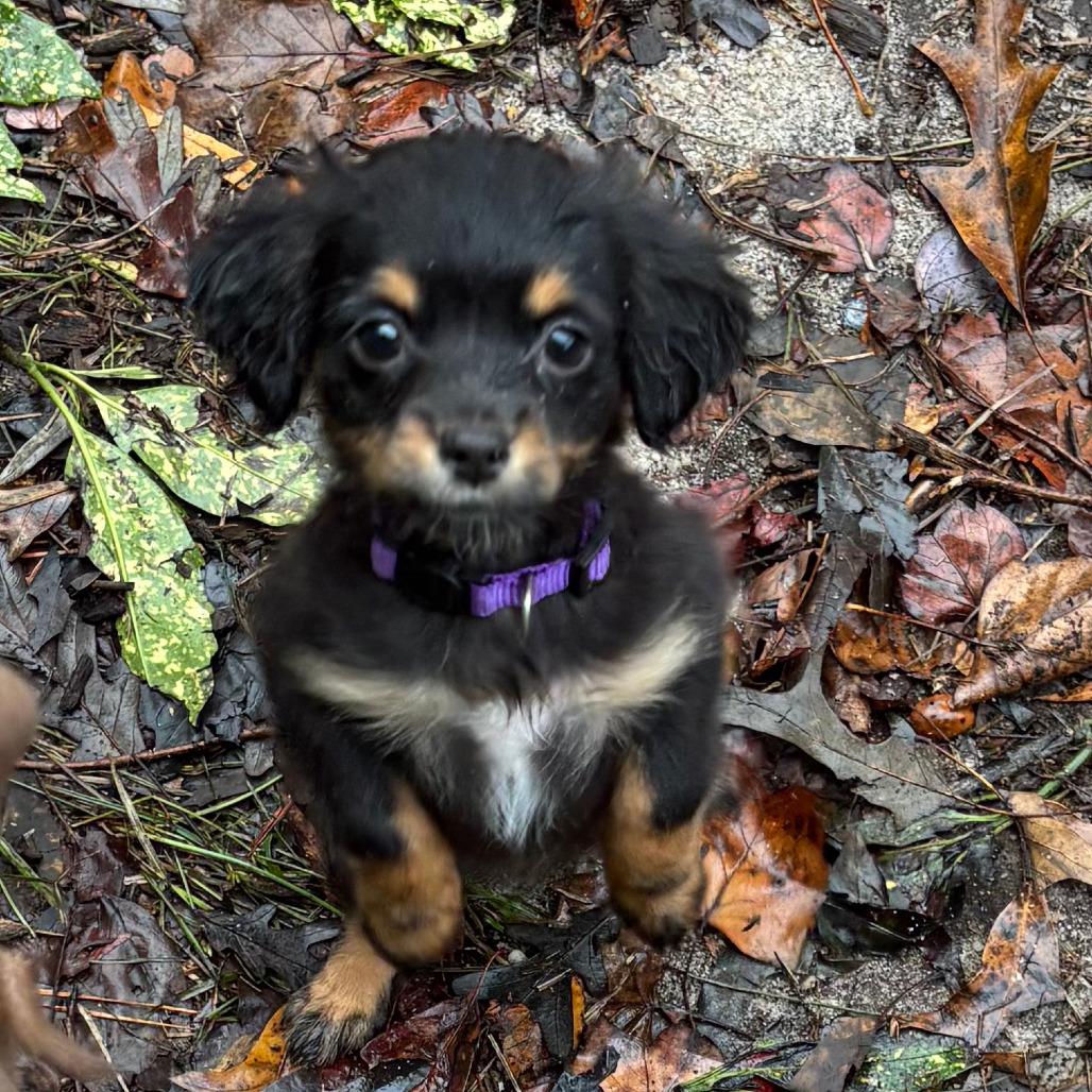 Capicola, a Adoptable mixed breed in Raleigh, NC image 4/6