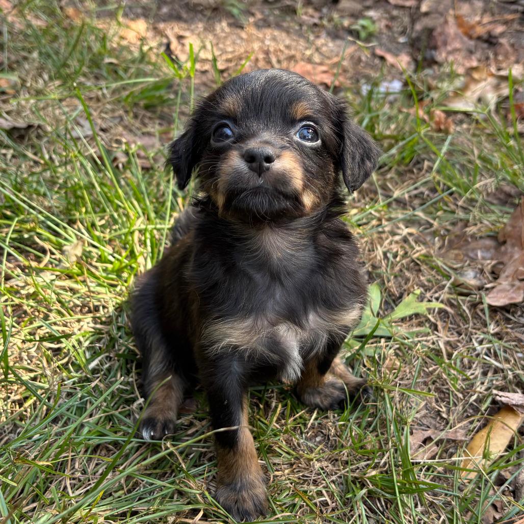 Capicola, a Adoptable mixed breed in Raleigh, NC image 5/6