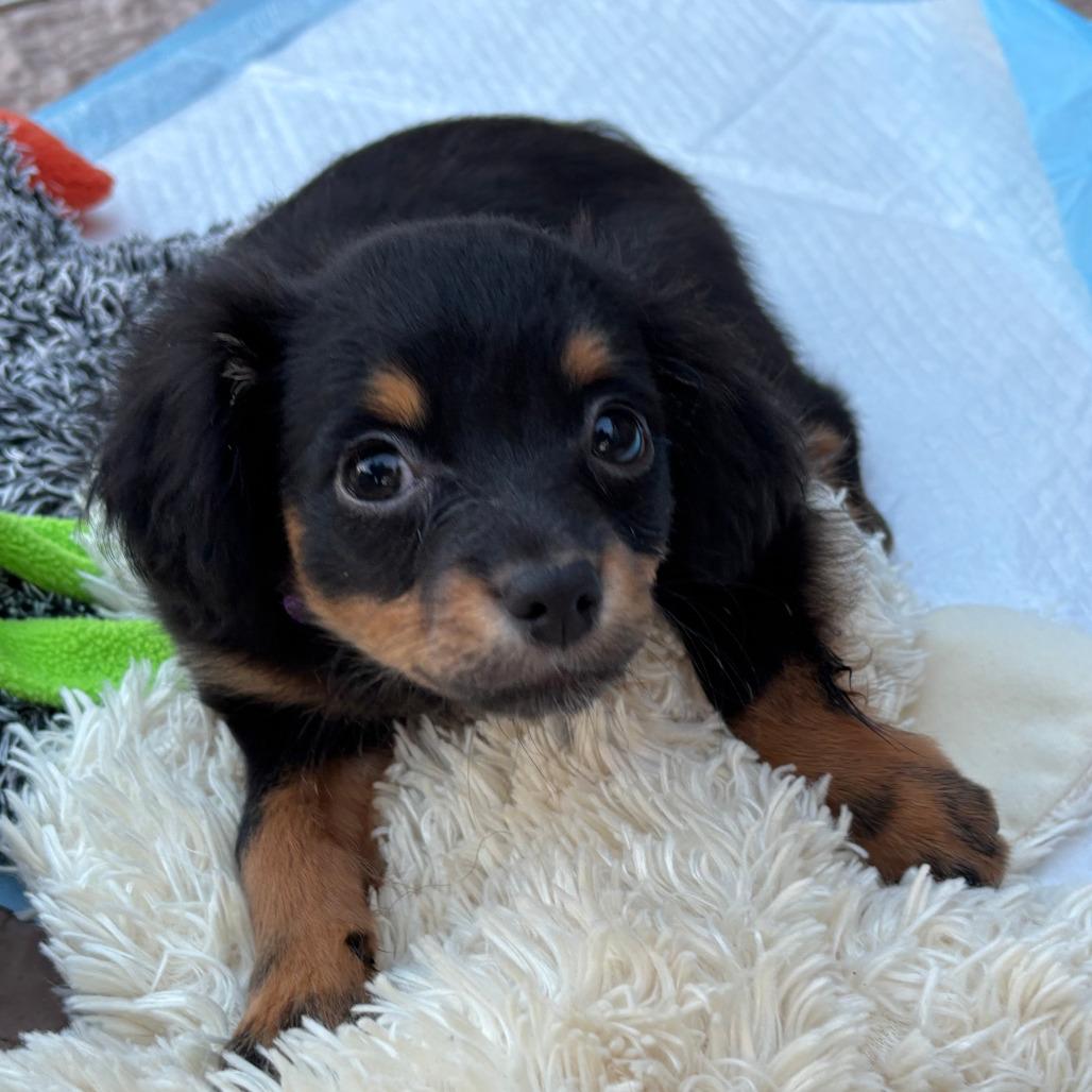 Capicola, a Adoptable mixed breed in Raleigh, NC image 6/6