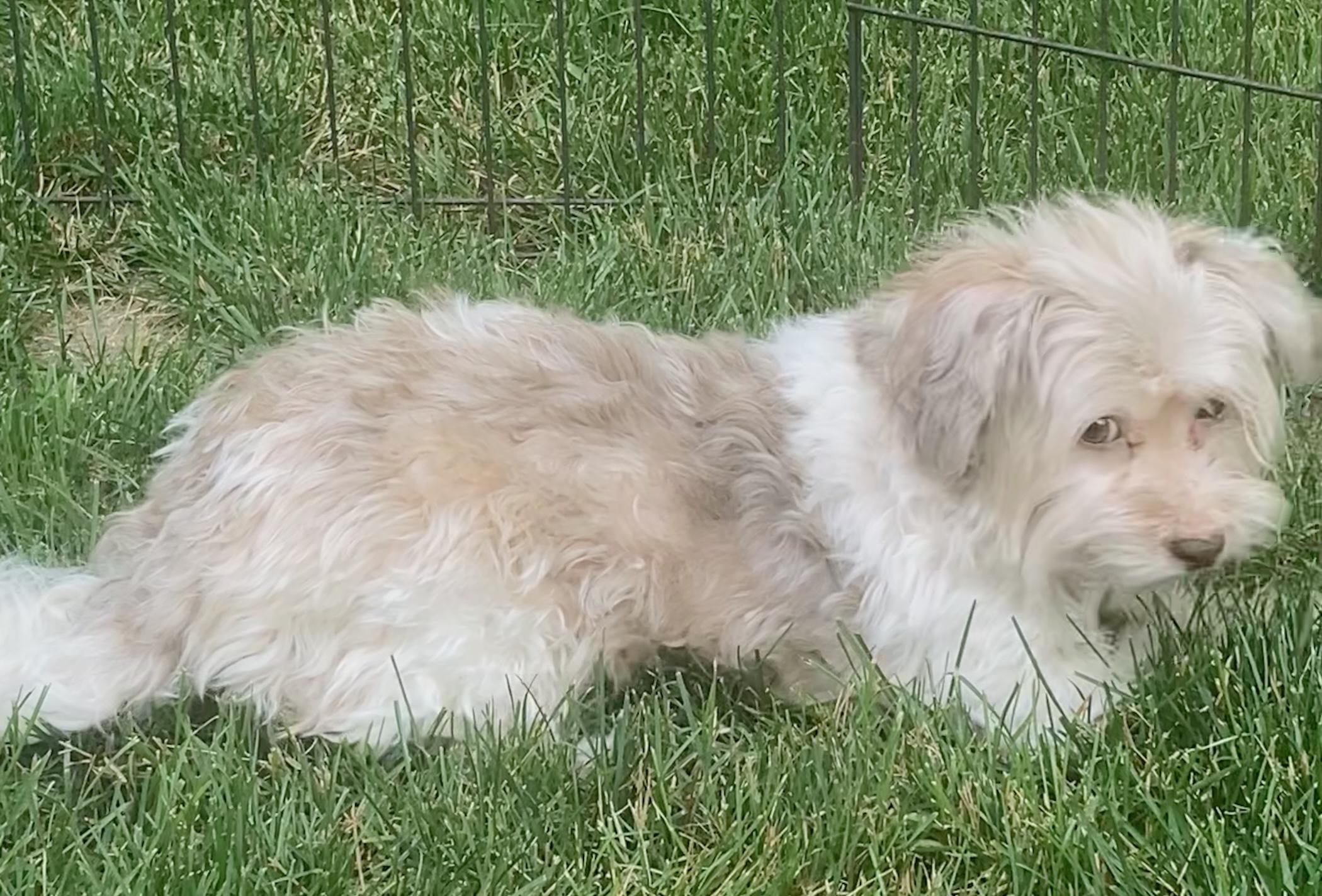 Enlarge Buddy, a Adopted Havanese in Elkhart, IN image 3/3