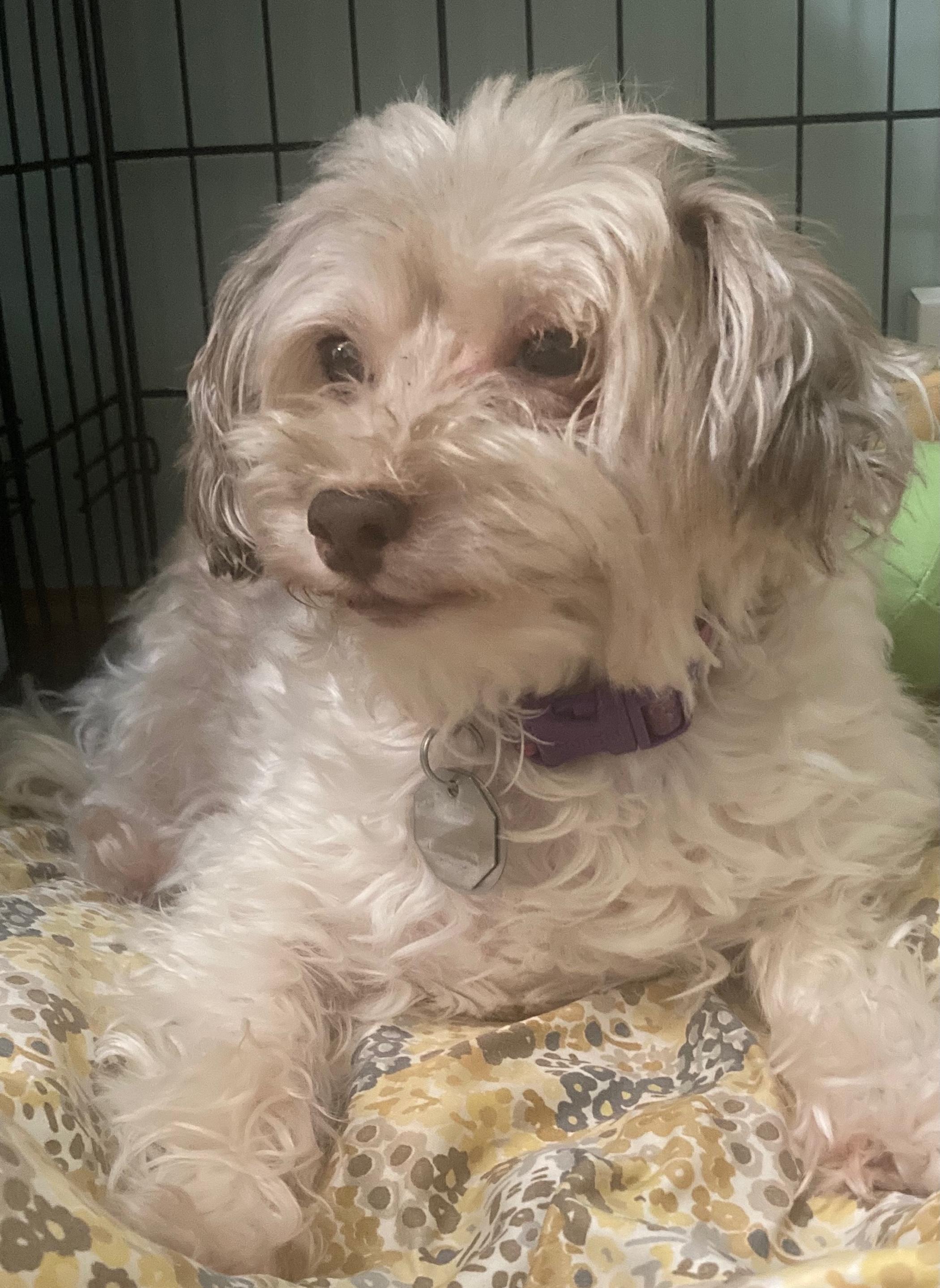 Buddy, Adopted, Adult Male Havanese.