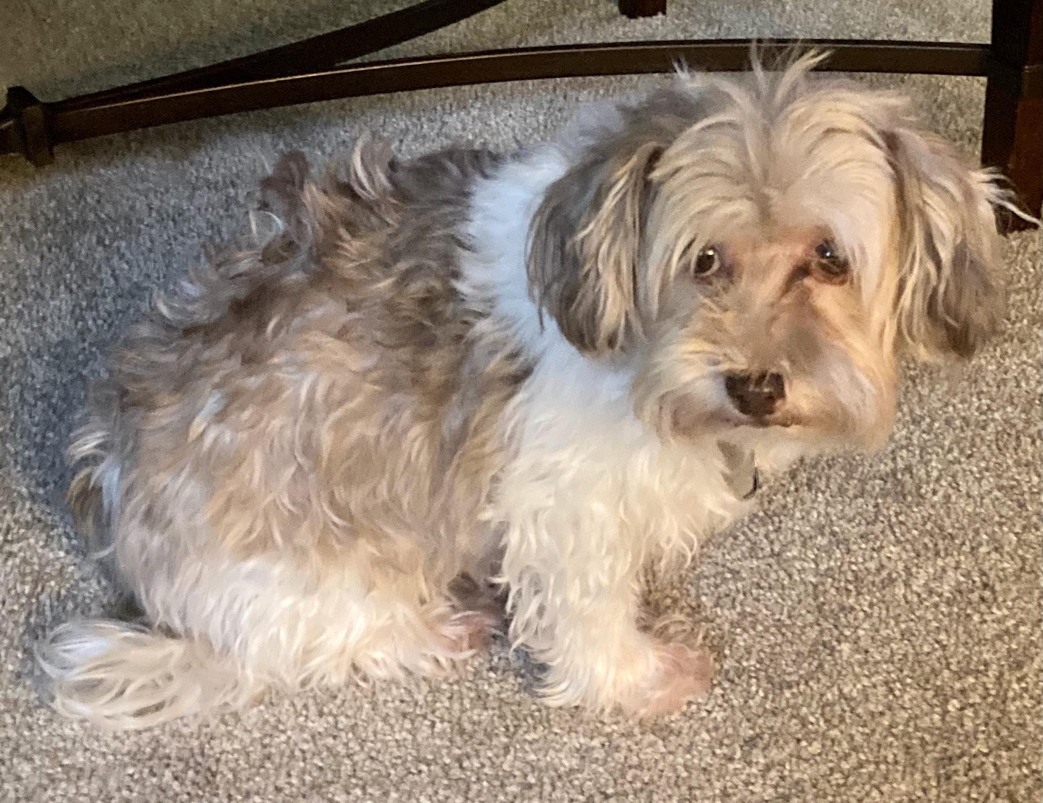 Enlarge Buddy, a Adopted Havanese in Elkhart, IN image 2/3