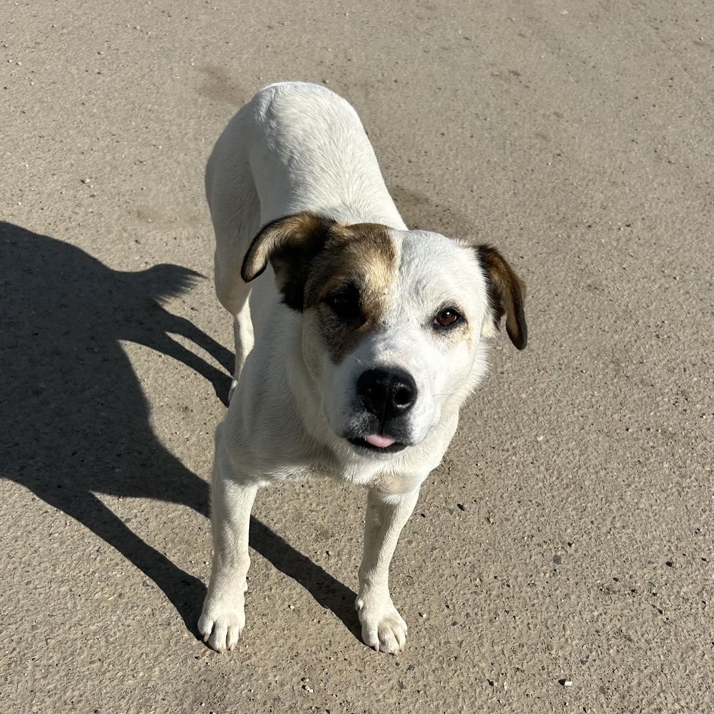 Patches, an adoptable Boxer, Pointer in Edmonton, AB, T5Y 3N6 | Photo Image 4