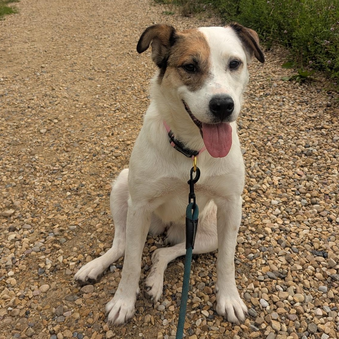 Patches, an adoptable Boxer, Pointer in Edmonton, AB, T5Y 3N6 | Photo Image 1