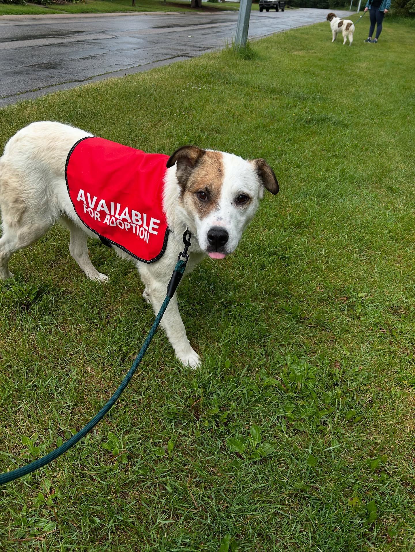 Patches, an adoptable Boxer, Pointer in Edmonton, AB, T5Y 3N6 | Photo Image 3