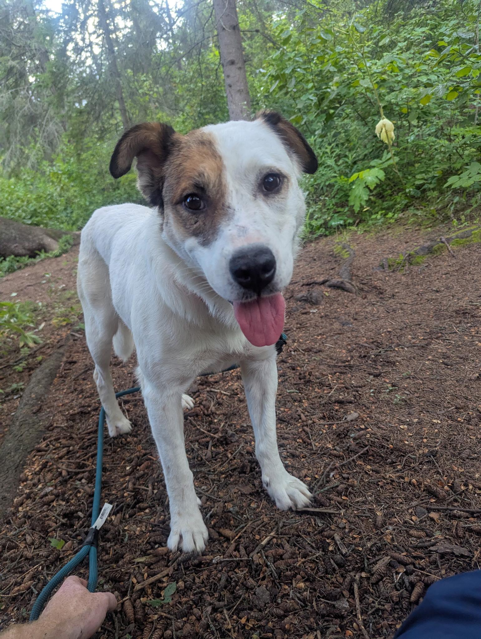Patches, an adoptable Boxer, Pointer in Edmonton, AB, T5Y 3N6 | Photo Image 6