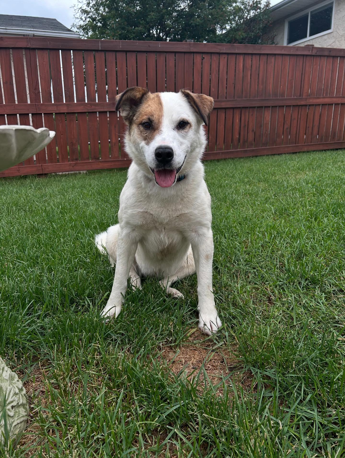 Patches, an adoptable Boxer, Pointer in Edmonton, AB, T5Y 3N6 | Photo Image 1