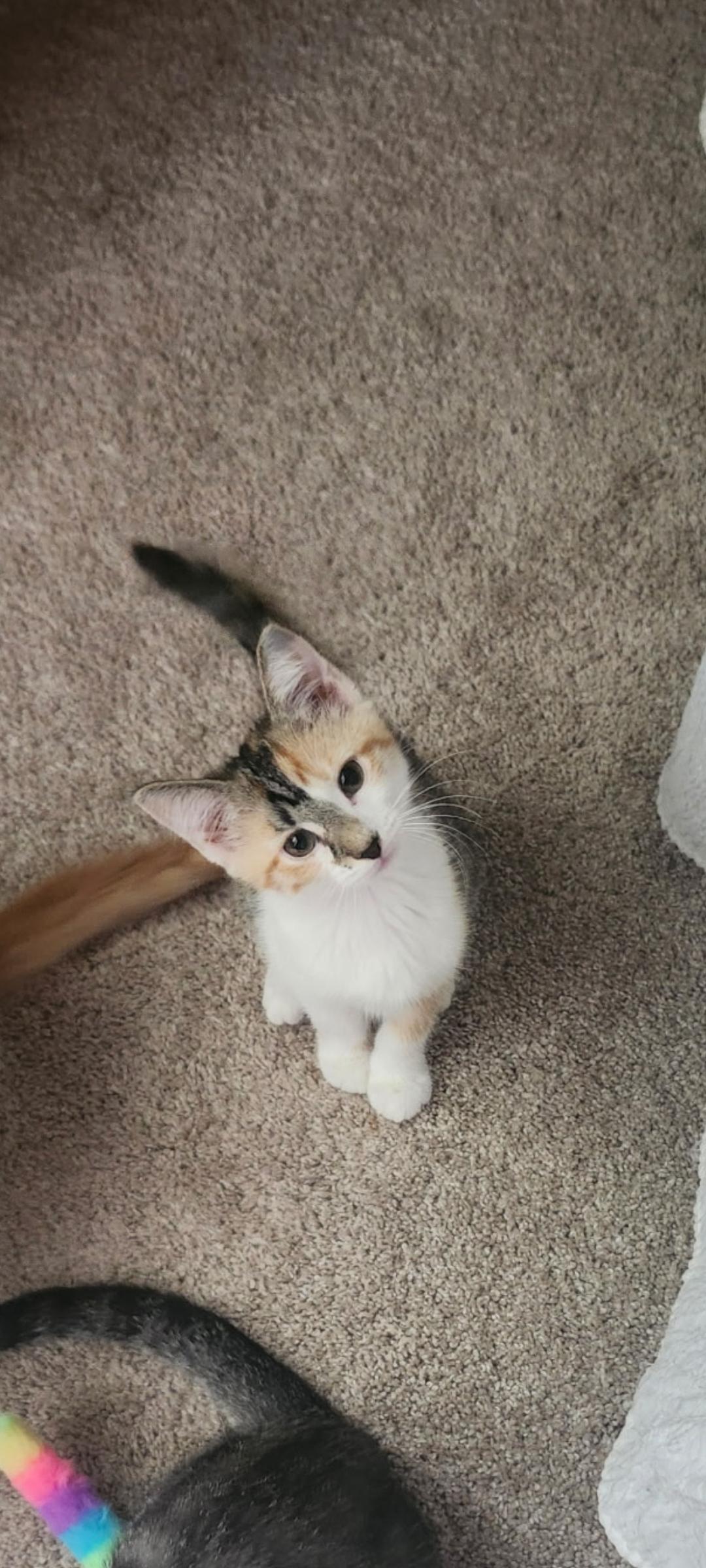 Lyric (5 July kittens 4) photo