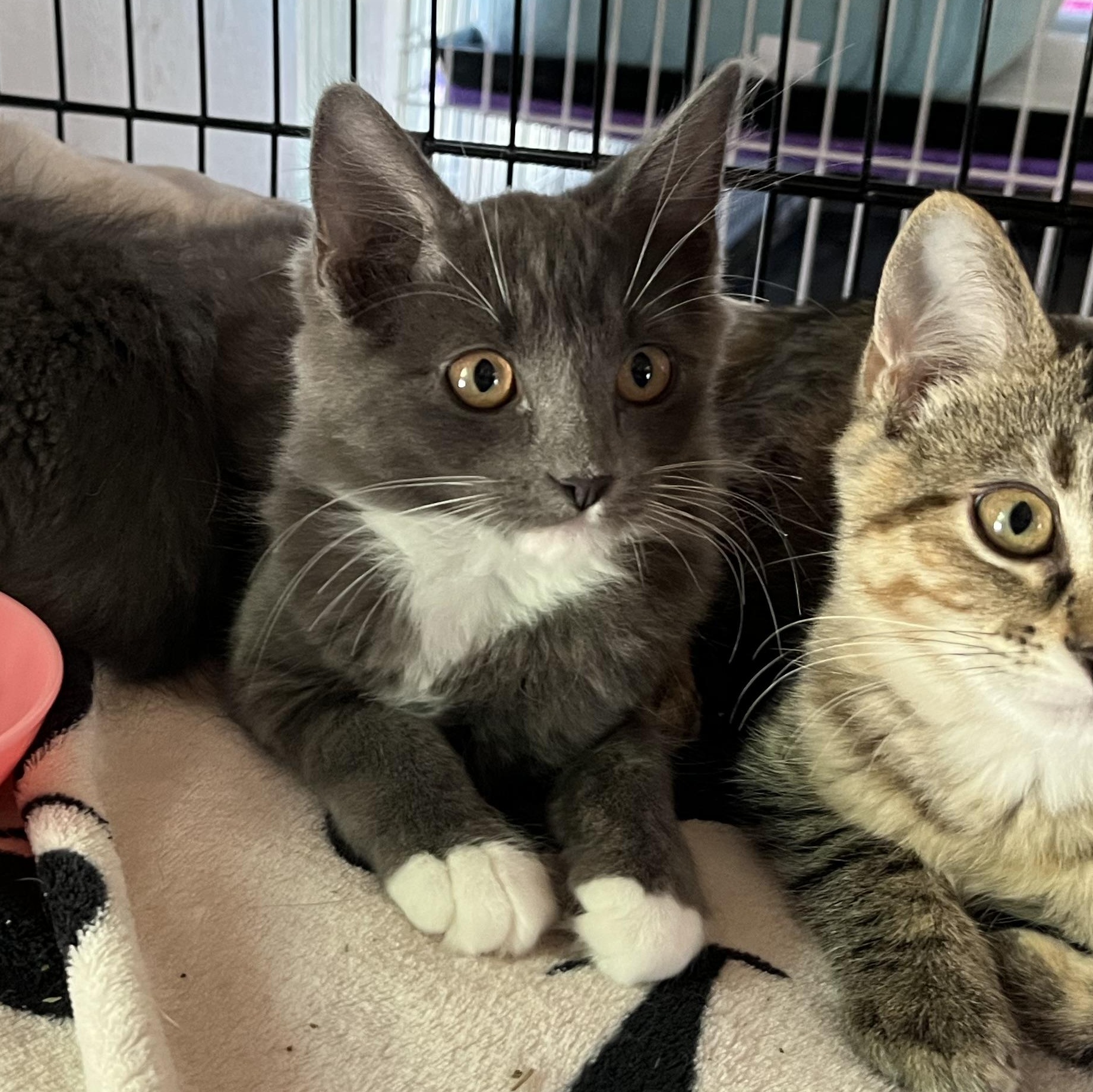 Minny, Adopted, Kitten Female Domestic Short Hair.