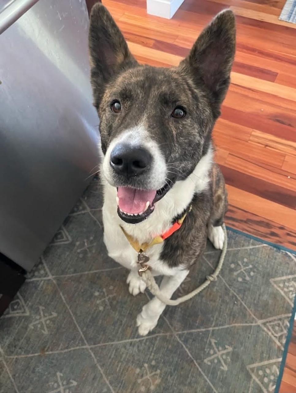 Barley - URGENT!!!, Adopted, Adult Male Akita & German Shepherd Dog.