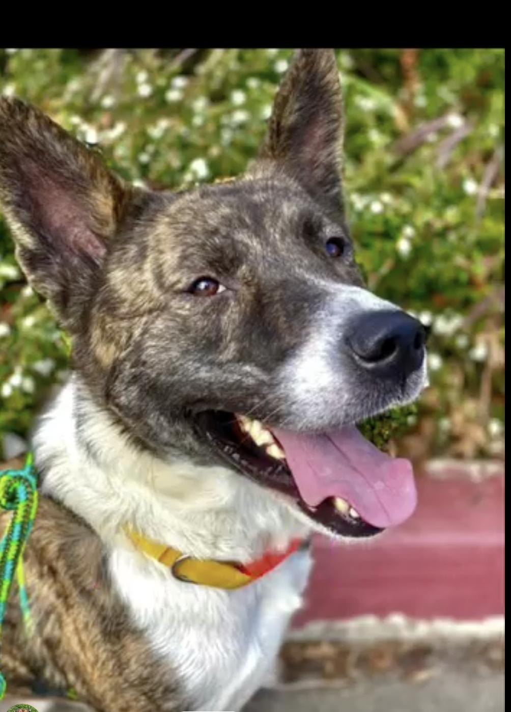 Enlarge Barley - URGENT!!!, a Adopted mixed breed in San Francisco, CA image 2/5