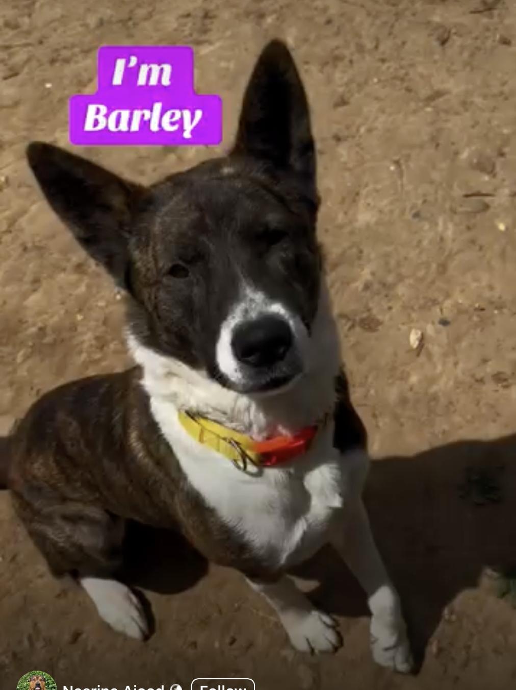 Enlarge Barley - URGENT!!!, a Adopted mixed breed in San Francisco, CA image 3/5