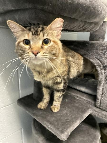 *Bibbidi*, Adoptable, Adult Female Domestic Medium Hair.