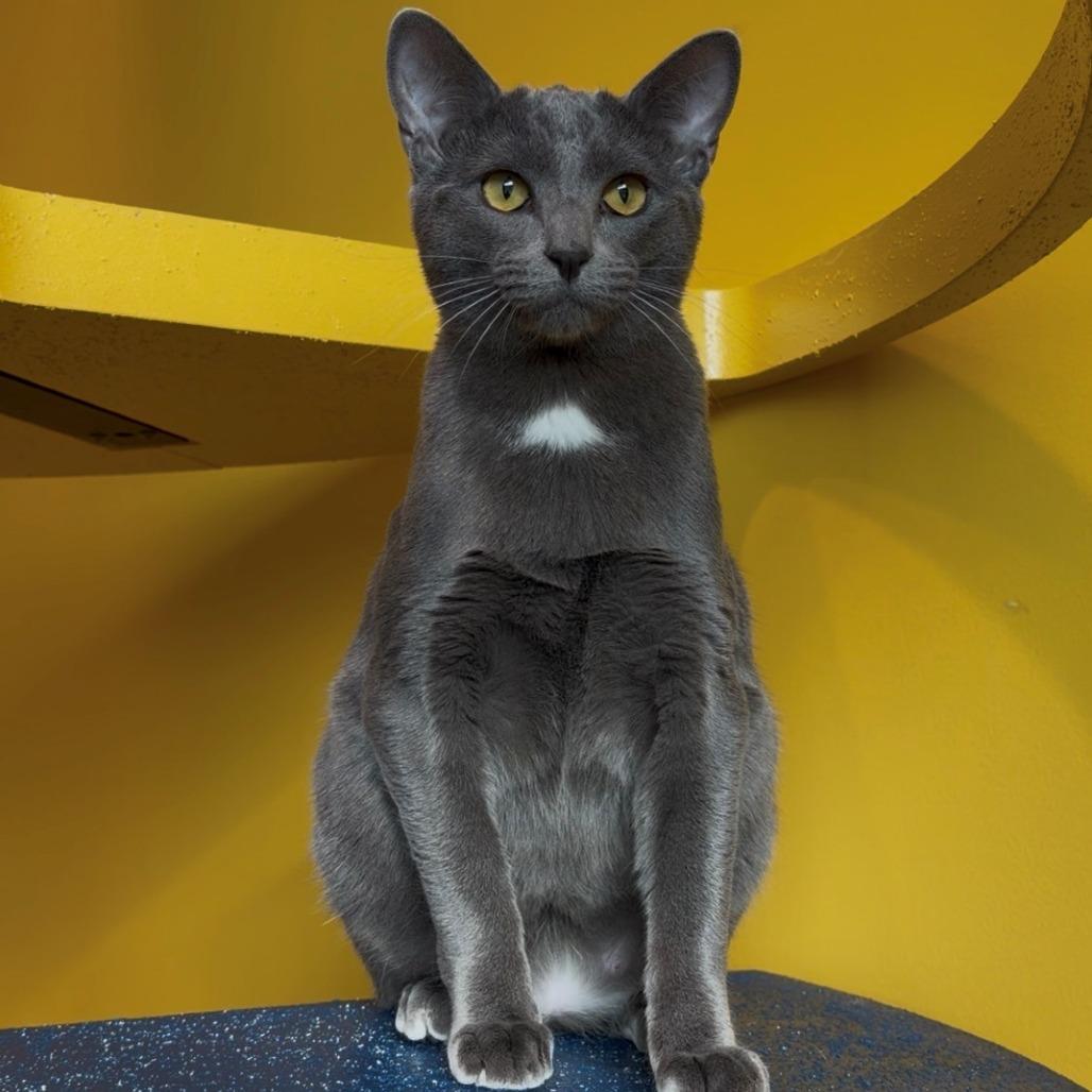Cameron, a Adoptable Domestic Short Hair in Leander, TX image 1/3