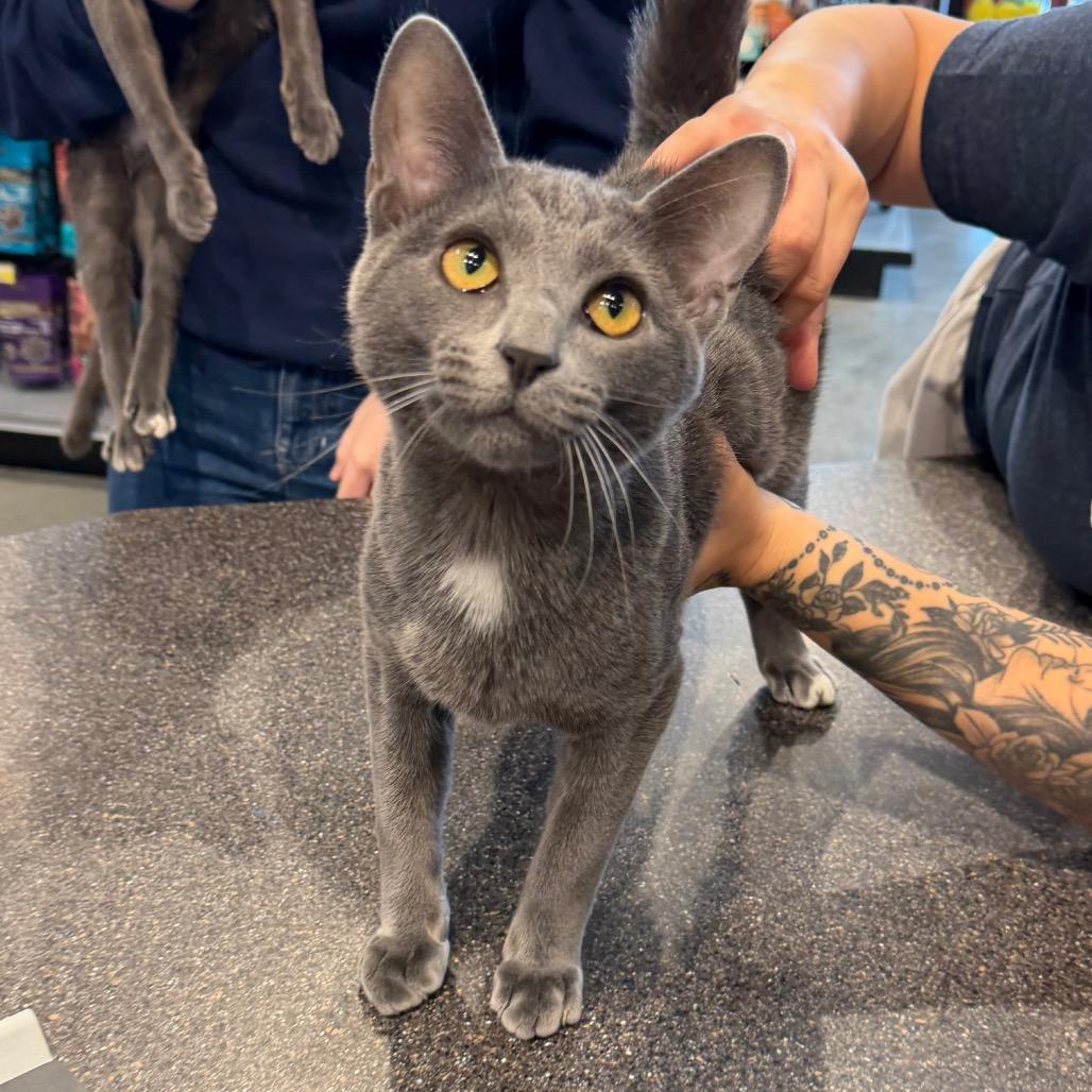 Enlarge Cameron, a Adoptable Domestic Short Hair in Leander, TX image 2/2