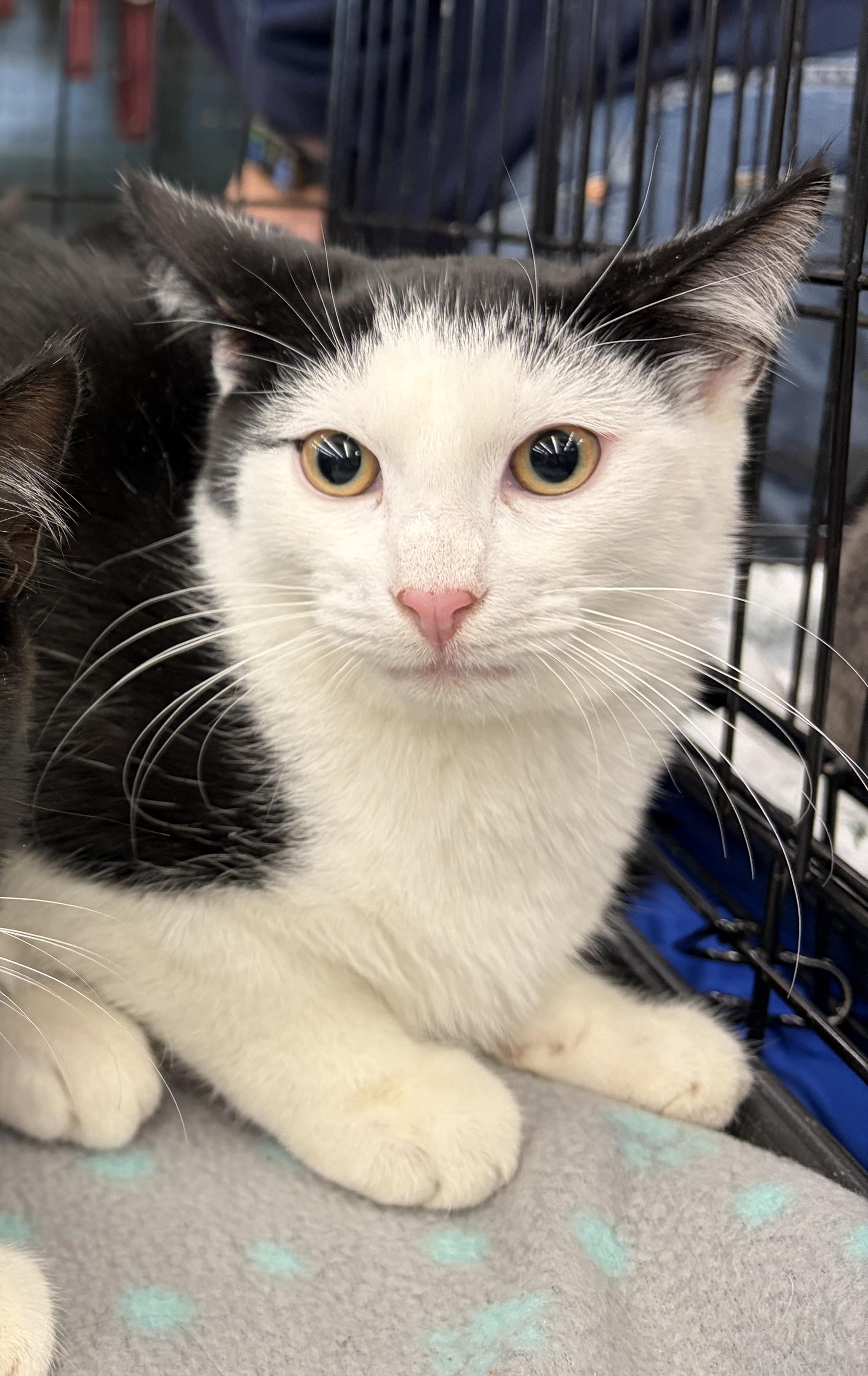 Enlarge Ditto, a ADOPTABLE Domestic Medium Hair in Easley, SC image 1/1
