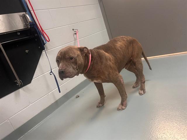 KILO, Adoptable, Adult Male Pit Bull Terrier.